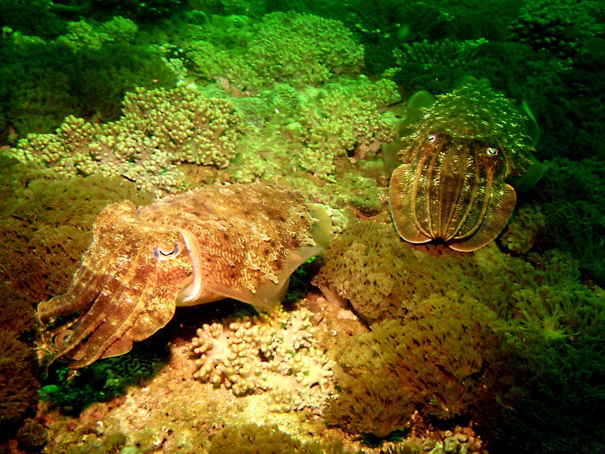 Pair of cuttlefish